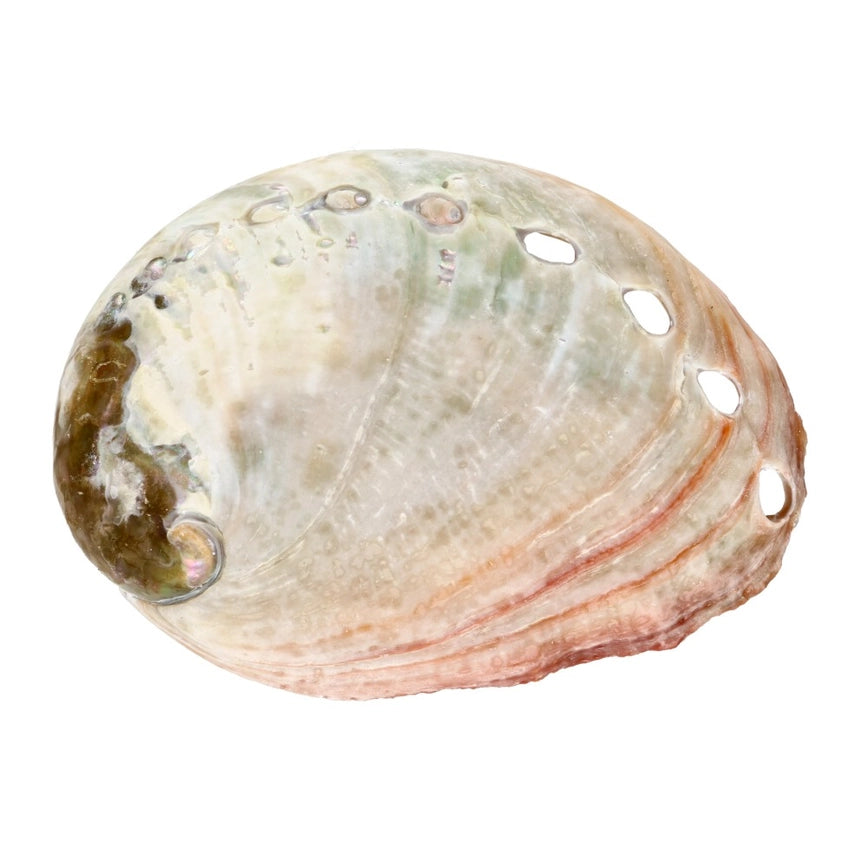 Abalone skal med perlemorsglans til hjemmedekoration