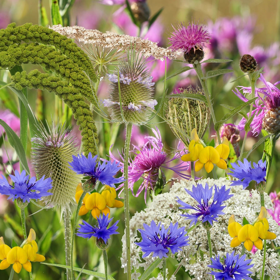 Farverig blomsterbuket med vilde blomster