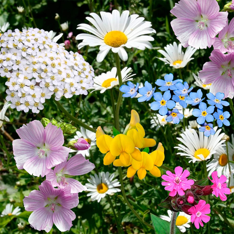 Biodiversitet frøbombe med vilde blomster til sommerfugle i have & by