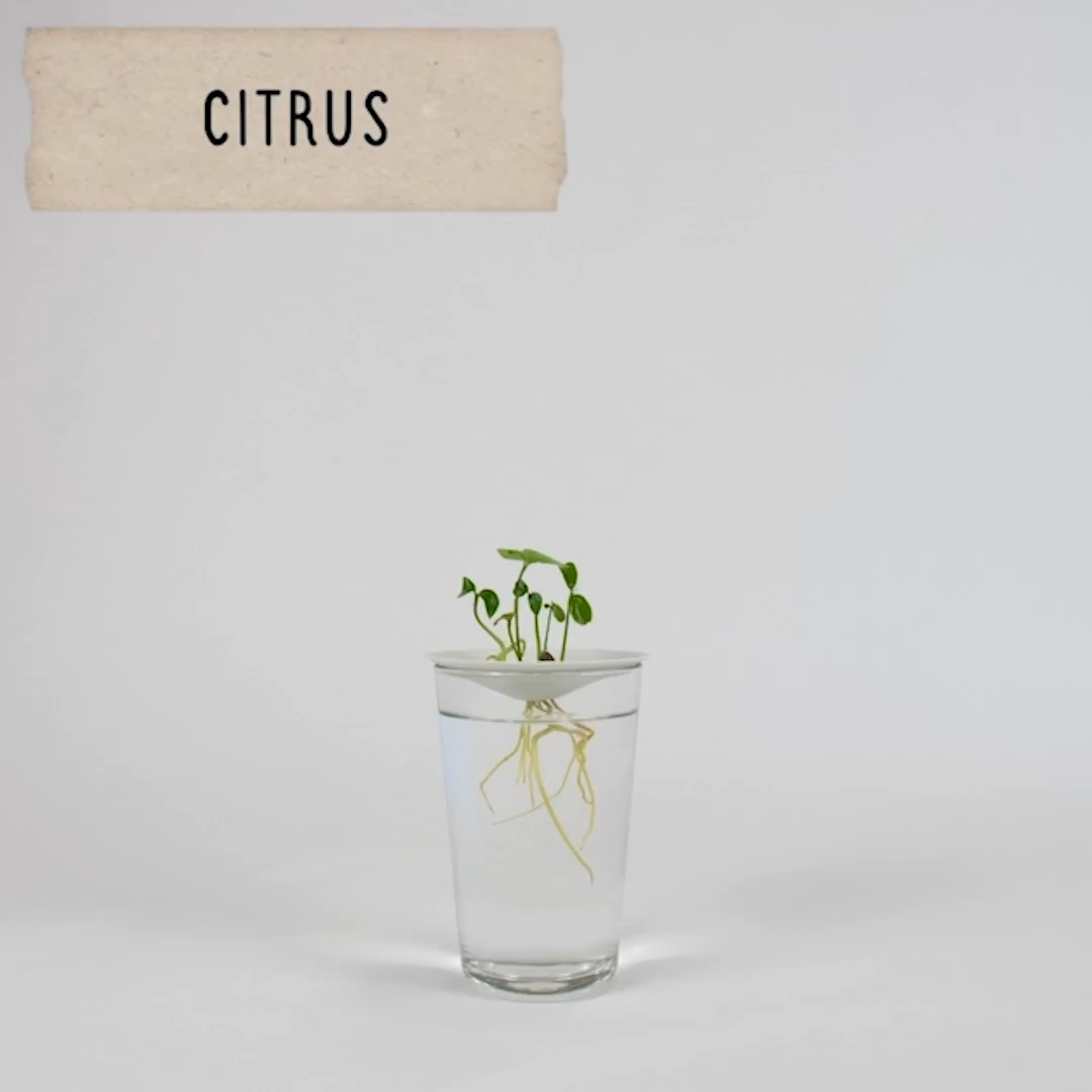 Citrus plante i vand i minimalistisk spireskål