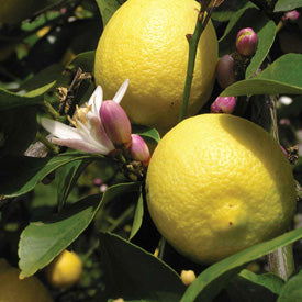 Citron Æterisk olie, økologisk - Refreshing & Energigivende - 10 ml