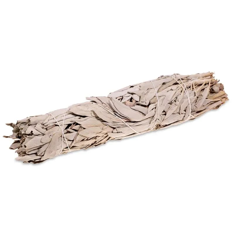 Rense kit - Abelone muslingeskal m. Salvie/Palo Santo bundt - 15-18 cm