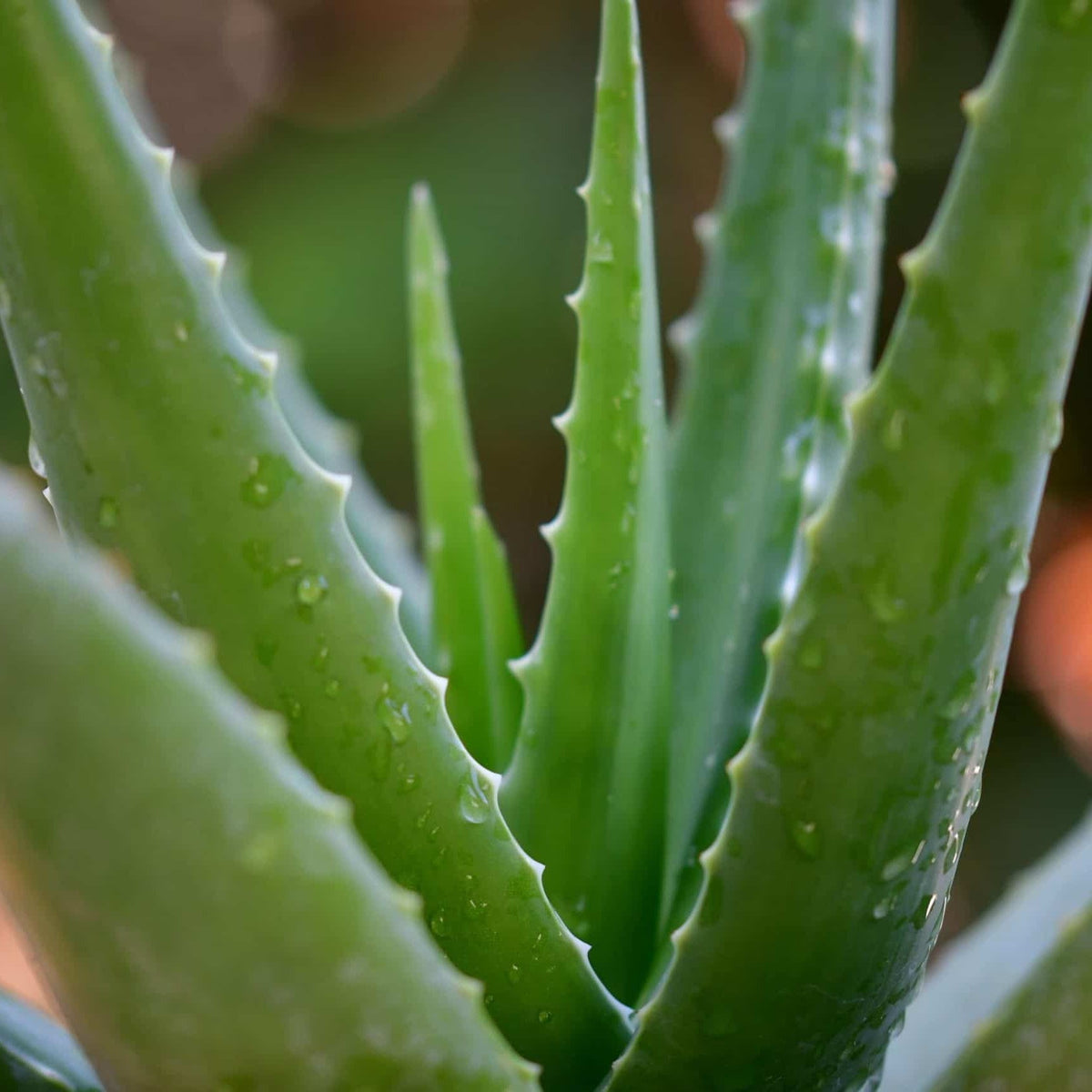 Aloe vera er indbegrebet af friskhed, pleje & balance | Studio Buus