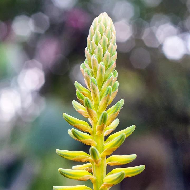 Garden of agaves fra Maison Berger – frisk &amp; blomstrende elegance | Studio Buus