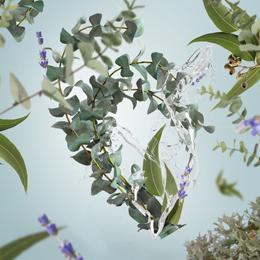 Eukalyptus duft – frisk, rensende &amp; energigivende duft | Studio Buus