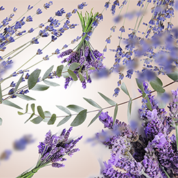 Lavendel duft – aromaterapi, velvære &amp; dufte fra Maison Berger | Studio Buus