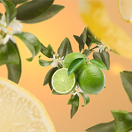 Citron - duften af frisk, energisk & naturlig citrus | Studio Buus