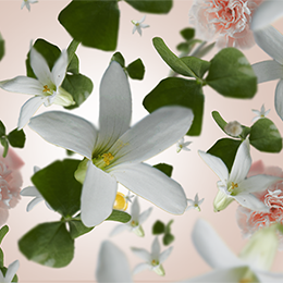 Jasmin duft – blomstrende & luksuriøs duft | Studio Buus