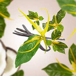 Ylang Ylang – blomstrende duft & aromaterapi | Studio Buus