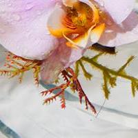Blomster dufte til duftpinde – romantiske &amp; beroligende aromaer til dit hjem | Studio Buus