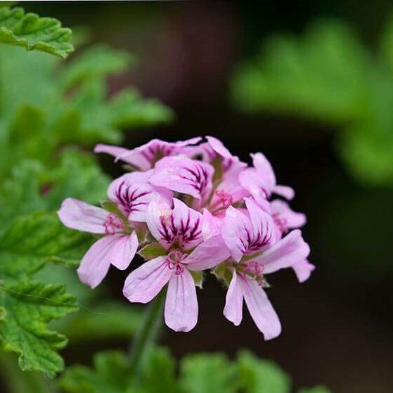 Geranium duft – hormonel balance, ro & naturlig velvære | Studio Buus
