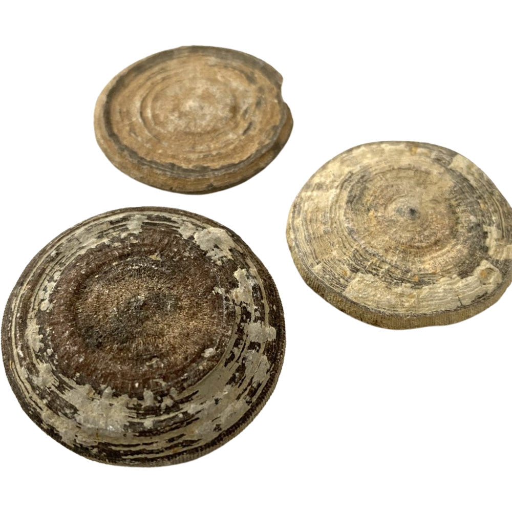 Fossil – fossiler, naturfænomener &amp; fortidens magi | Studio Buus