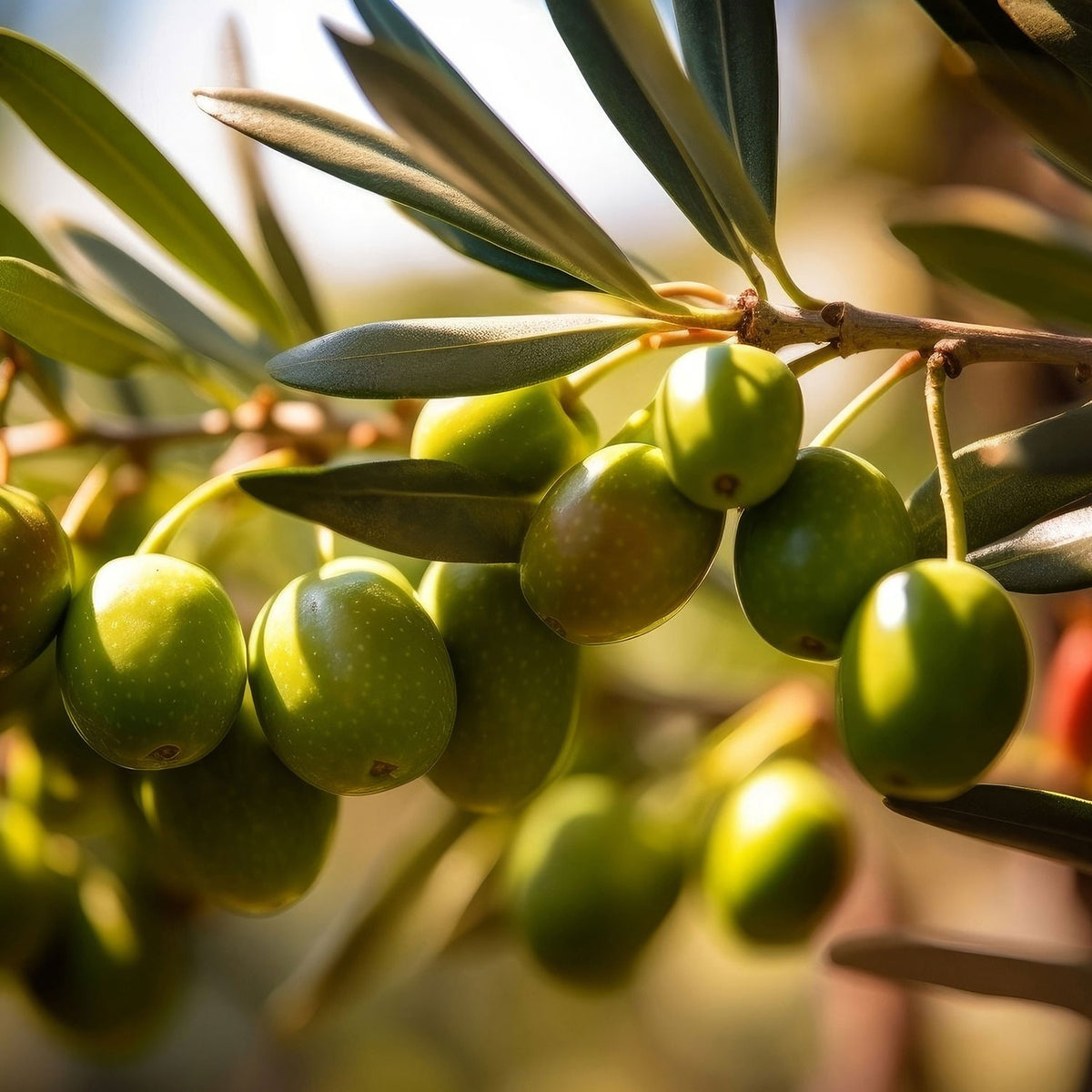 Olivenduft – naturlig middelhavs ­stemning til dit hjem | Studio Buus