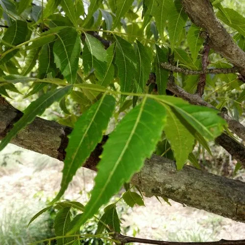Neem Oil – naturlig hudpleje, hårpleje &amp; ayurvedisk velvære | Studio Buus