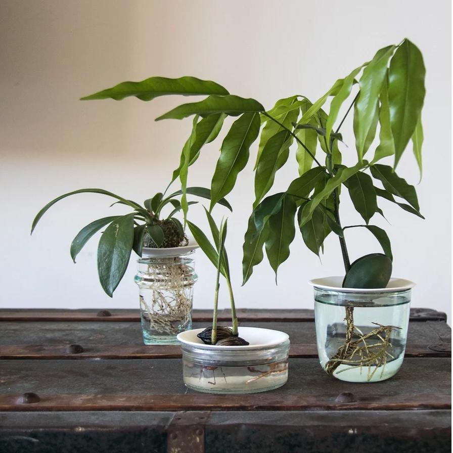 Botanopia – grønne fingre &amp; innovativ plantepleje med æstetik &amp; funktion | Studio Buus