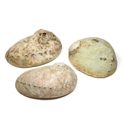 Abalone muslingeskal til smudging og ritualer