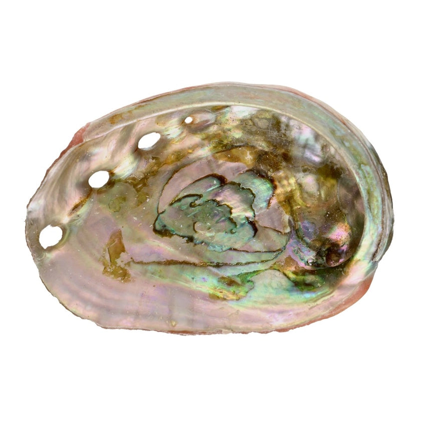 Dekorativ Abalone muslingeskal med perlemor. Perfekt til smudging, dekoration &amp; opbevaring. Unik, naturlig &amp; i flere størrelser. 
