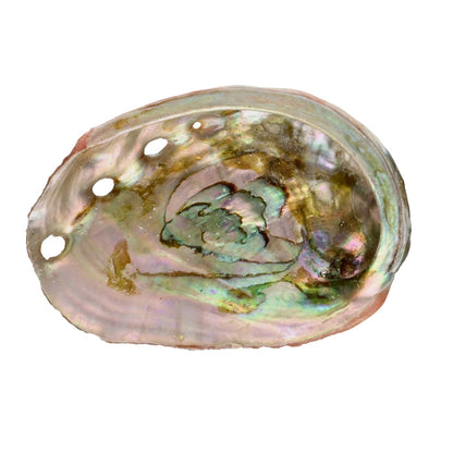 Dekorativ Abalone muslingeskal med perlemor. Perfekt til smudging, dekoration &amp; opbevaring. Unik, naturlig &amp; i flere størrelser. 