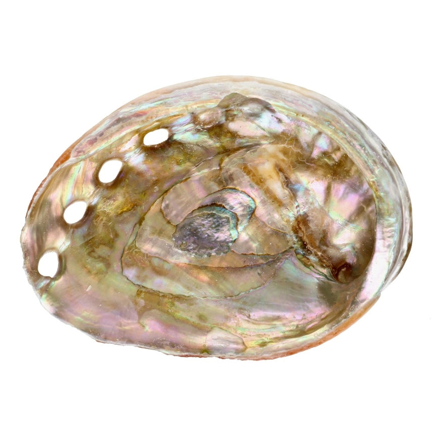 Abalone muslingeskal på strand