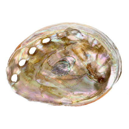 Abalone muslingeskal på strand