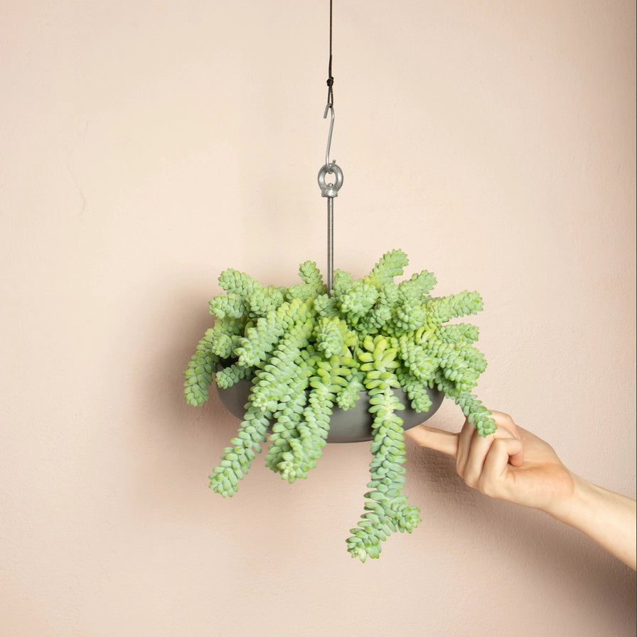 Hængende plantebeslag til succulent planter i terrakottapot til hjemmet og haven