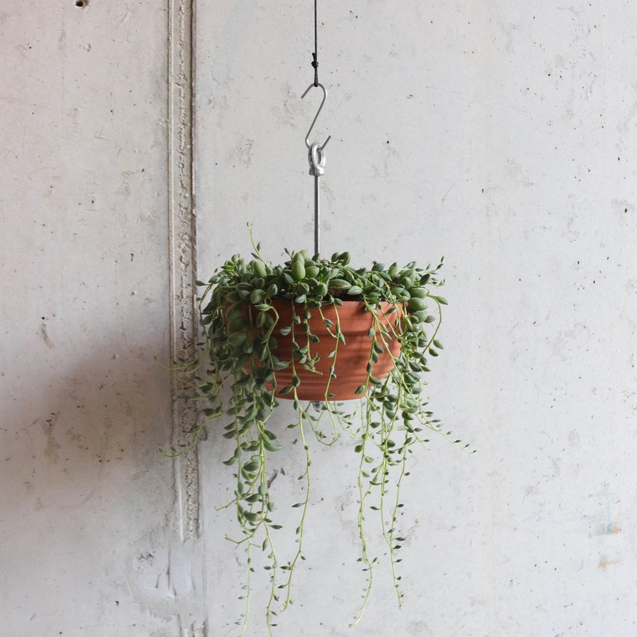Hængende plantekrukke med sukkulenter i terrakottaskål til haveindretning