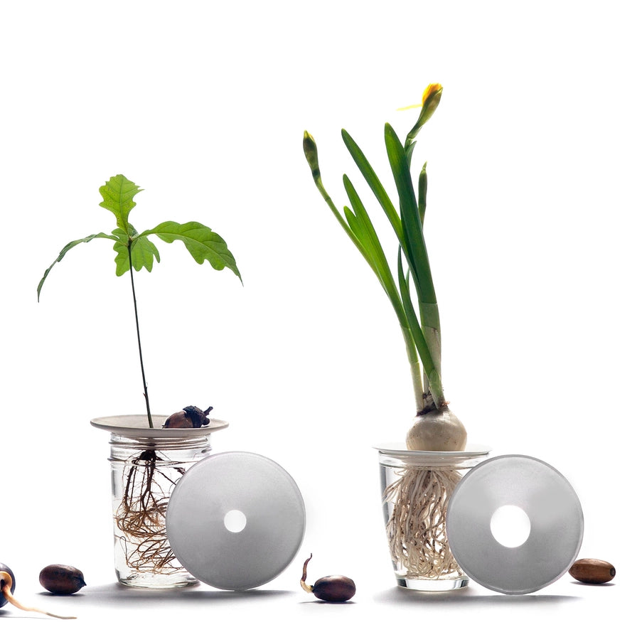 Indendørs planter i glas med spirekit til planteformering