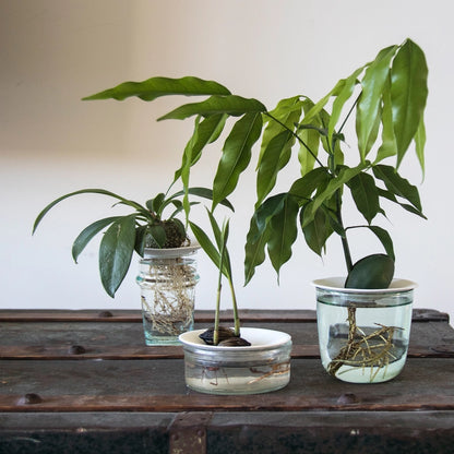 Spirekit med porcelænsspireskål til planteformering