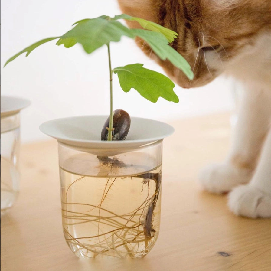 Indendørs plante med spire i glas, kæledyr nærmer sig