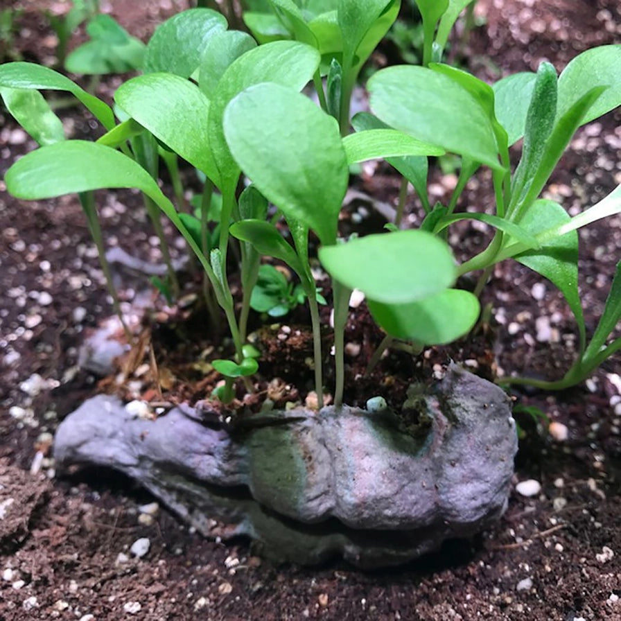 Plantning af vilde blomster med frøbombe i haven