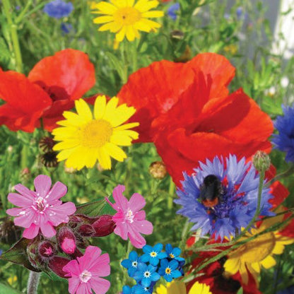 Frøbombe med økologiske blomsterfrø til biodiversitet