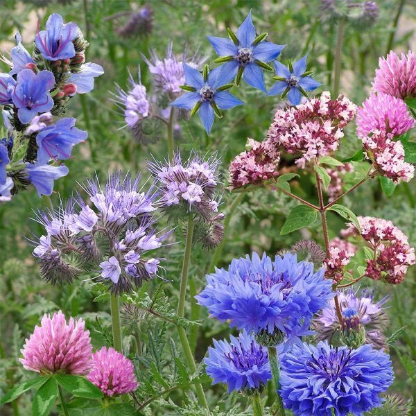 Vilde blomsterfrø i frøbomber til pollinatorer og biodiversitet