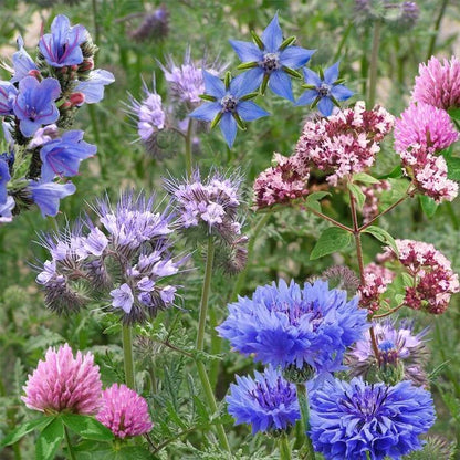 Voksende vilde blomster fra frøbombe, med blomster i blå, lilla og pink nuancer
