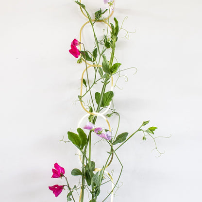 Hængende blomsteropbinding i gyldent messing til klatreplanter