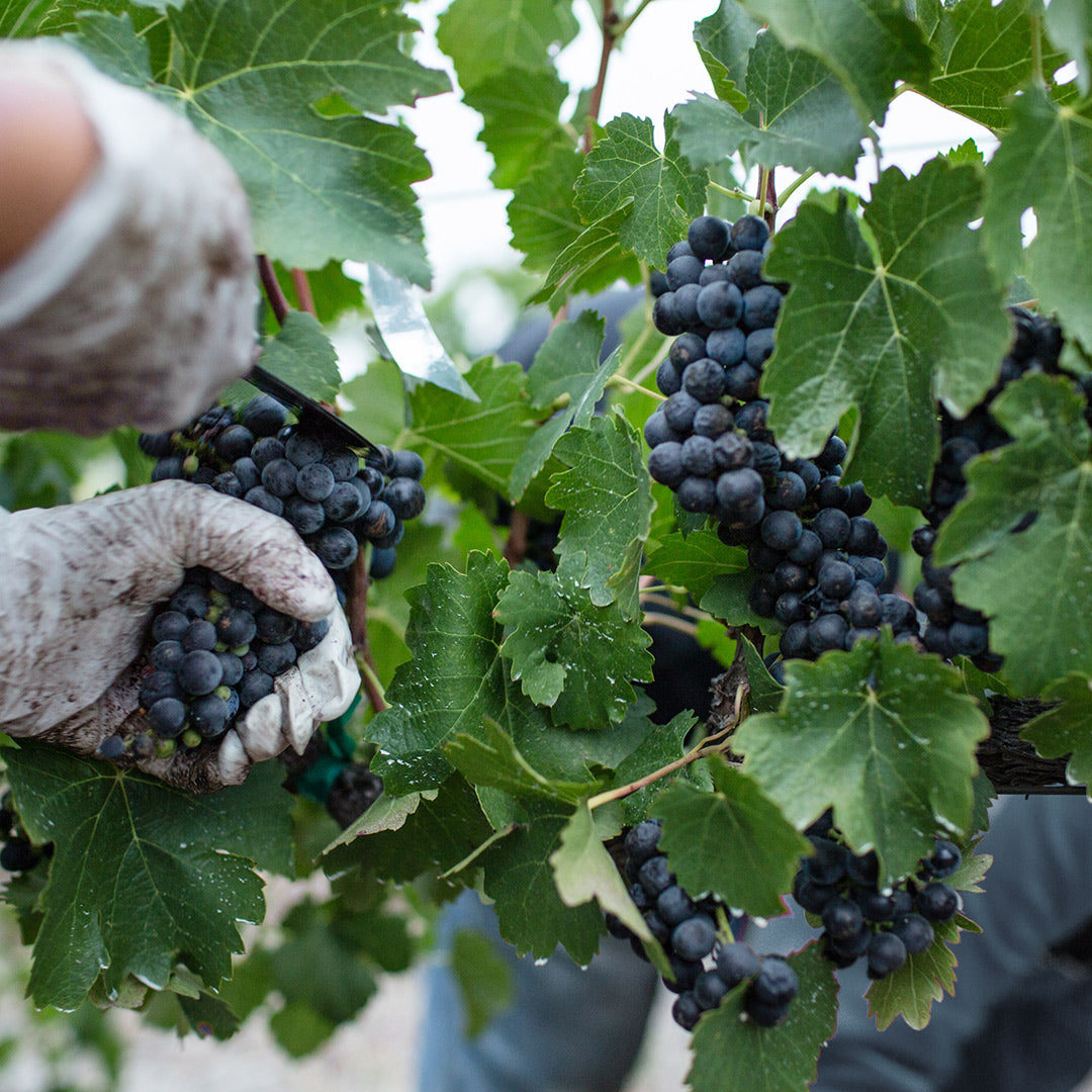 Høst af druer til balsamico i vinterskov, italiensk landbrug