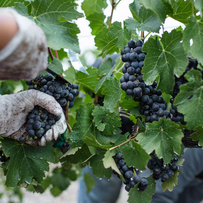 Høst af druer til balsamico i vinterskov, italiensk landbrug