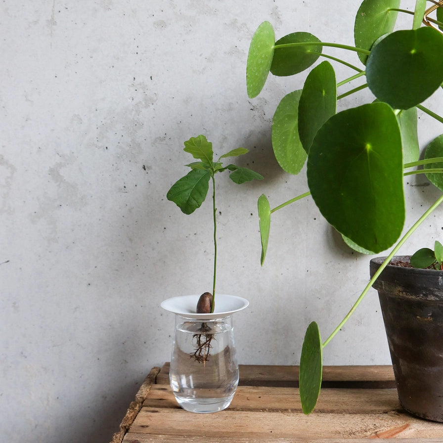Vandkultur med plantefrø i elegant spireskål