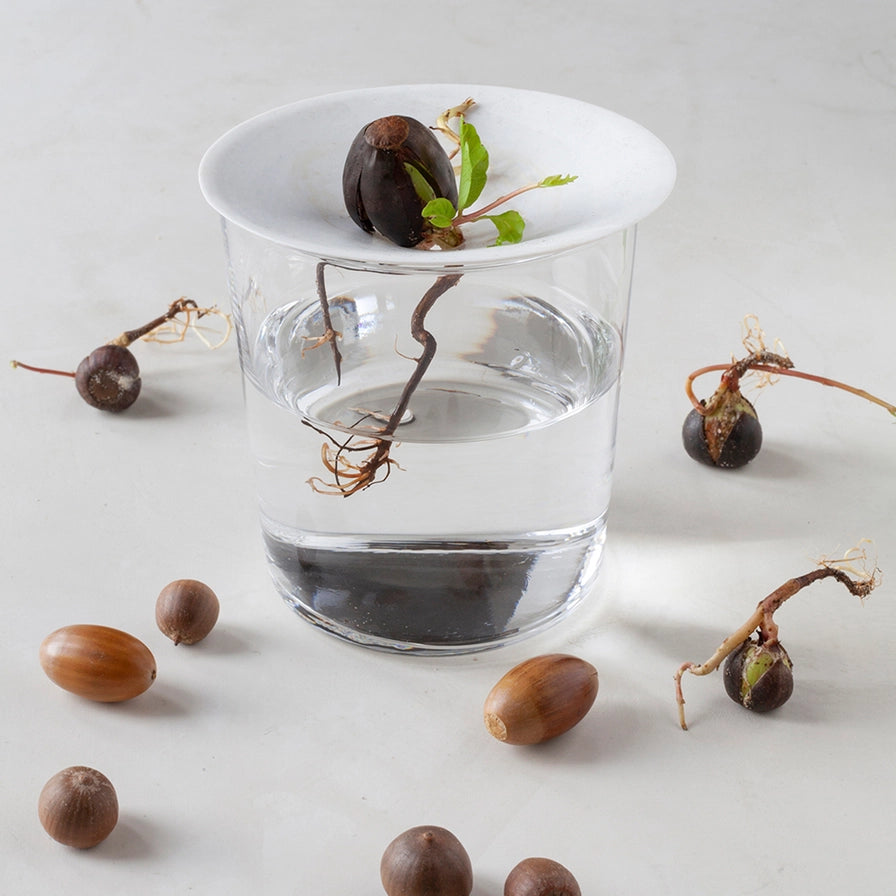 Nærbillede af plante med nødde i porcelæns spireskål