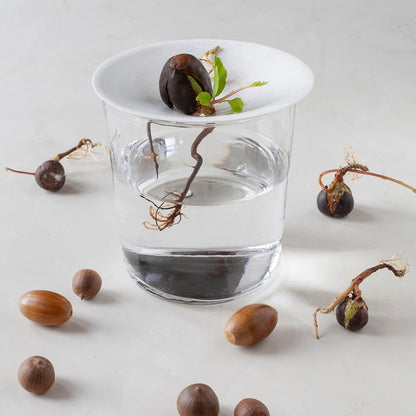 Nærbillede af plante med nødde i porcelæns spireskål