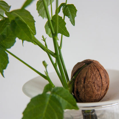 Porcelæns spireskål til planteformering med avocado og stiklinger