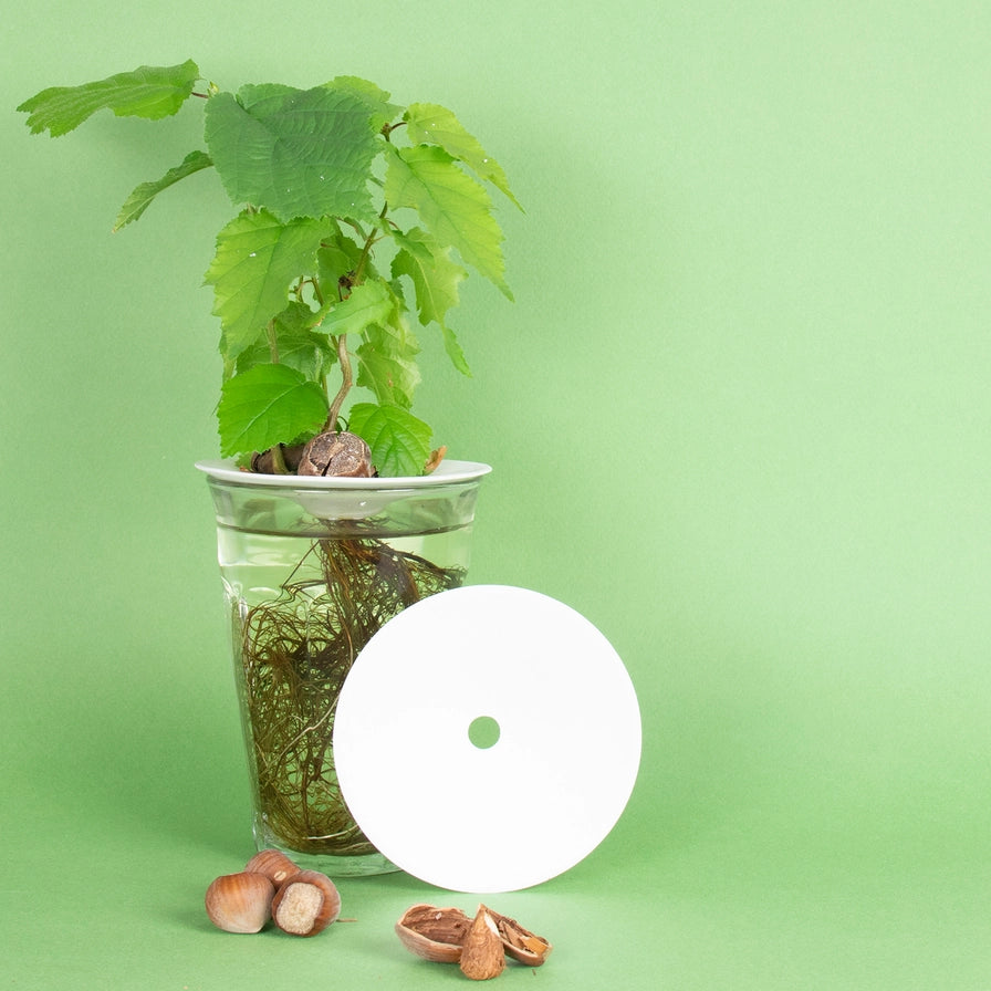 Porcelæns spireskål til planteformering med avocado og stiklinger