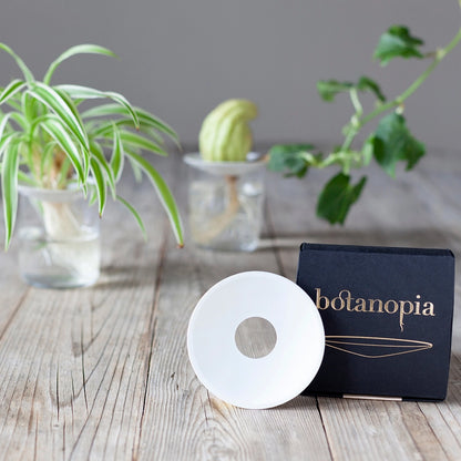 Hvid porcelæns spireskål til dyrkning af planter med vand
