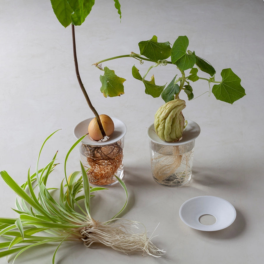 Planteformering med stiklinger i porcelæns skål til hjemmet