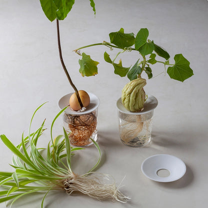 Planteformering med stiklinger i porcelæns skål til hjemmet
