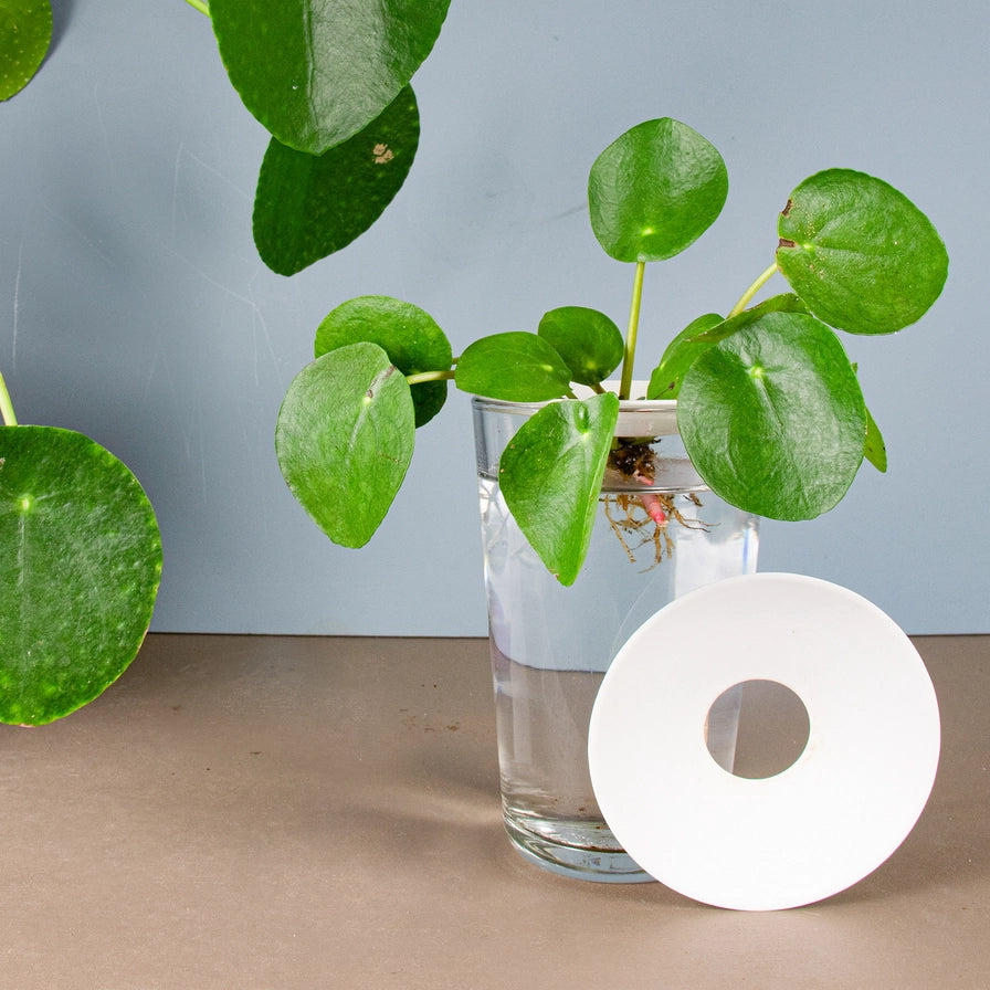 Plantning af planter i porcelæns spireskål med vand