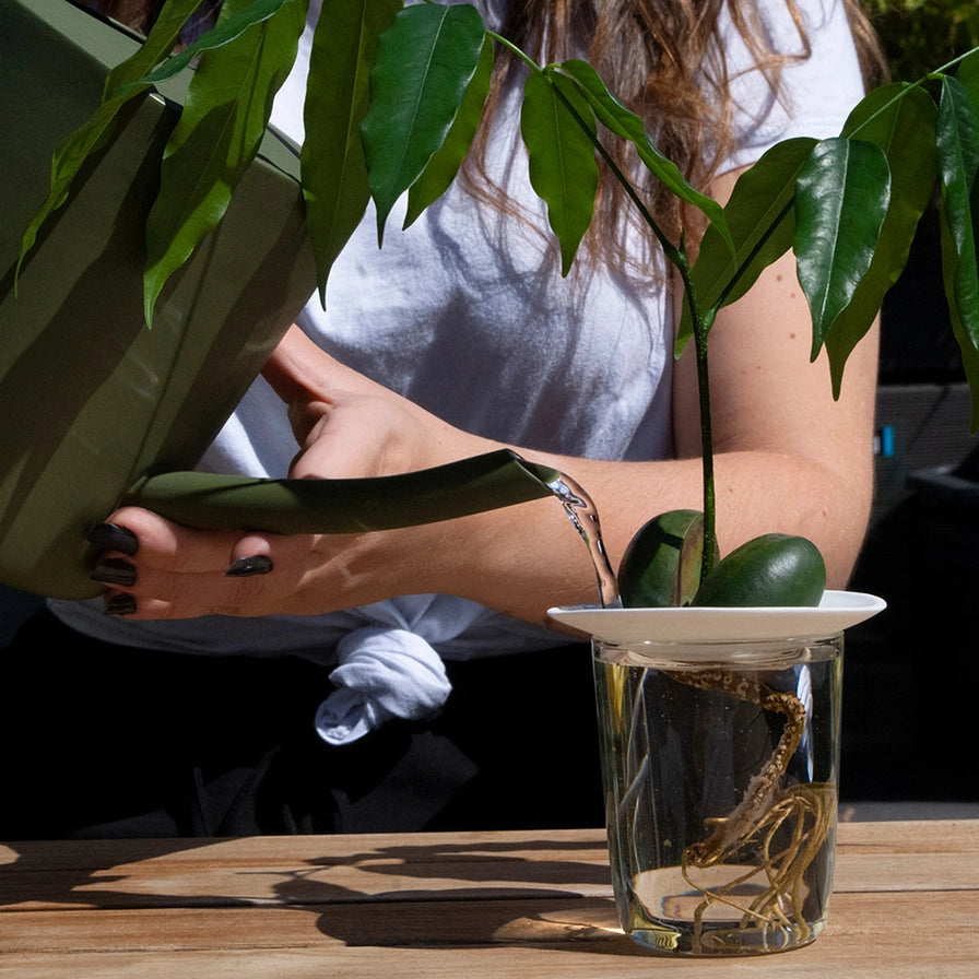 Plantning af stiklinger i porcelæns skål til planteformering