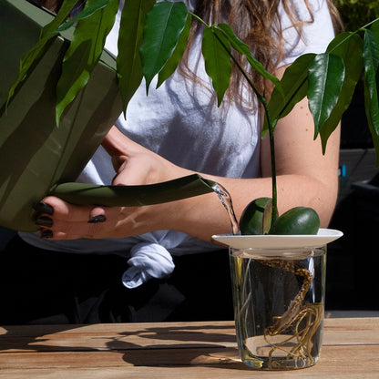 Plantning af stiklinger i porcelæns skål til planteformering