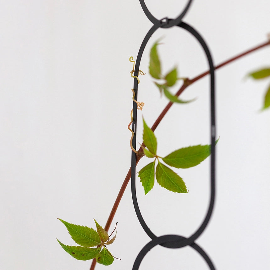 Plantestøtte til klatreplanter - Golden Brass &amp; Black
