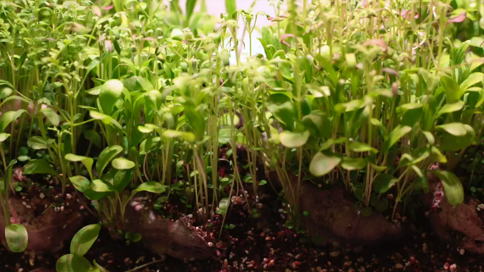 Biodiversitet have med spirede vilde blomsterfrø