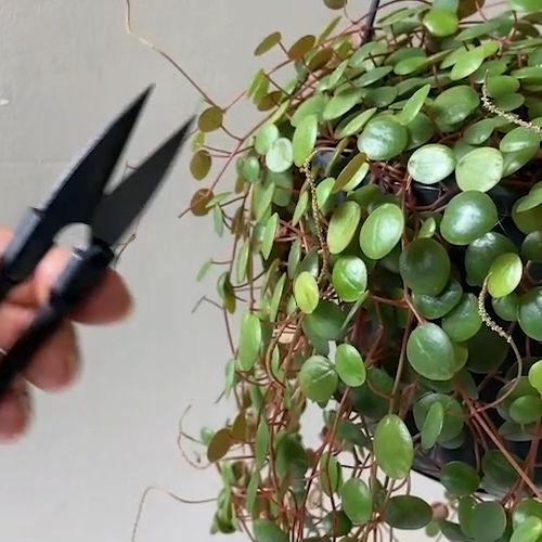 Præcisionsbeskæringssaks til planter med sort håndtag